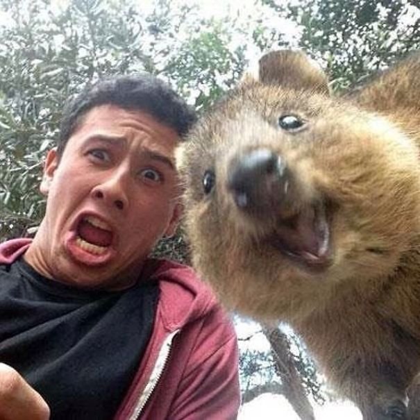 tren selfie bareng quokka