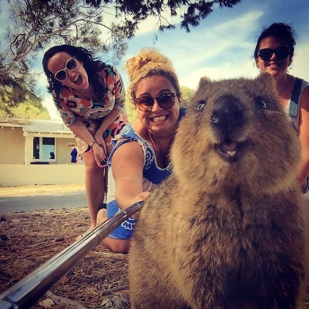 tren selfie bareng quokka