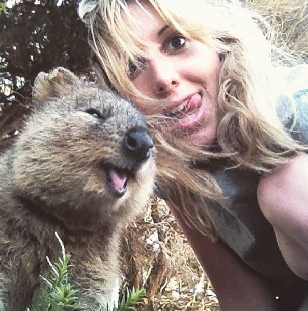 tren selfie bareng quokka