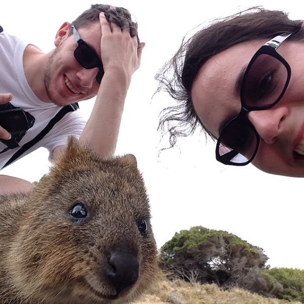 tren selfie bareng quokka