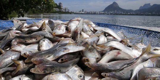 Ikan di pesisir pantai Pamekasan mati melepuh, diduga teracuni gas