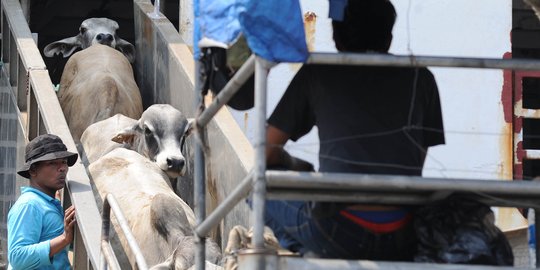Misi dagang diboikot Australia, Indonesia jangan takut krisis daging