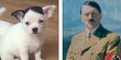 Anjing imut ini mirip Hitler