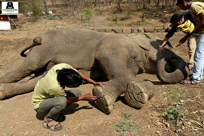 lakhi si gajah