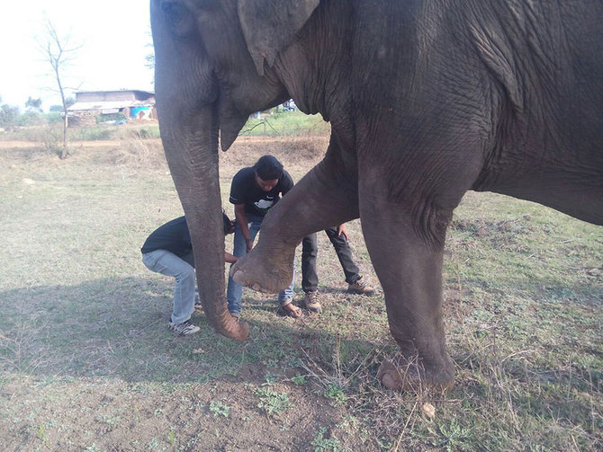 lakhi si gajah