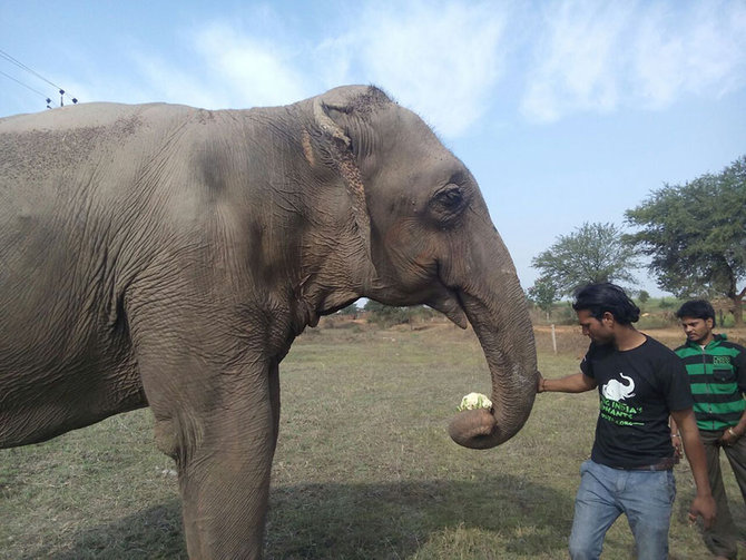 lakhi si gajah