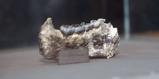 Ini fosil rahang manusia Homo pertama berusia 2,8 juta tahun