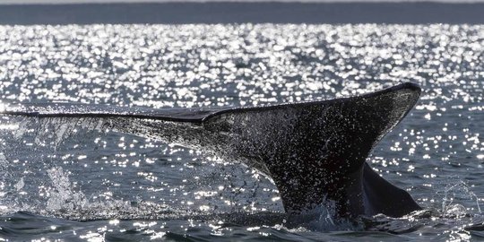 Menyaksikan fenomena langka kemunculan paus abu-abu di laut Meksiko