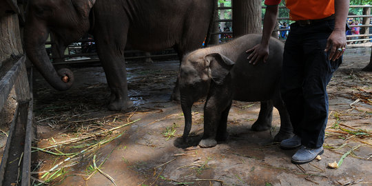 [Video] Imutnya bayi gajah yang tengah dininabobokan