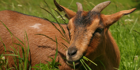 6 Fakta penting tentang orang shio kambing