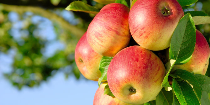 3 Cara turunkan berat badan dengan makan apel