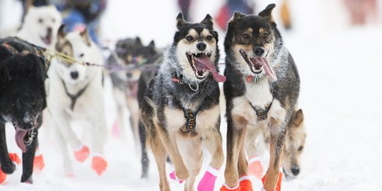 Melihat keseruan aksi anjing balap di Iditarod Trail Sled Dog 2015