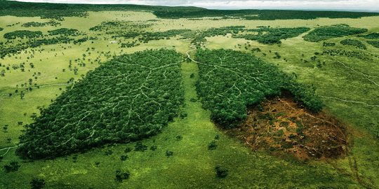 Pantau di udara, Wakapolda Sumsel kaget puluhan hektar hutan gundul