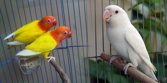 5 trend musiman yang pernah ada di indonesia