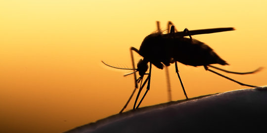 Mengapa nyamuk suka terbang di sekitar kepala manusia?