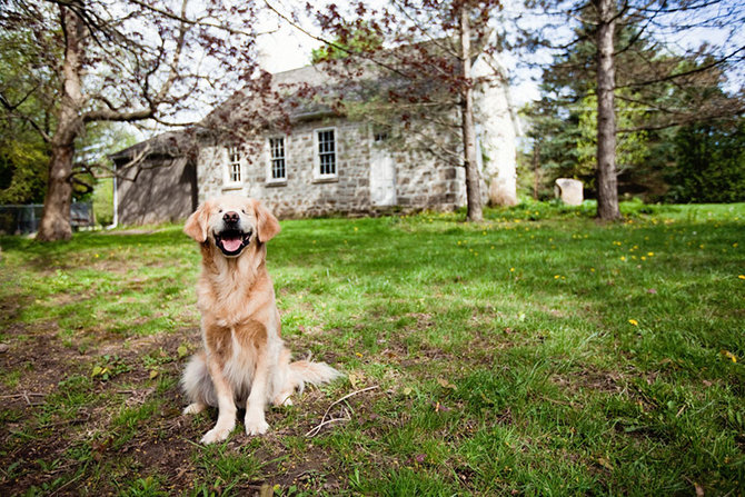 smiley si anjing retriever