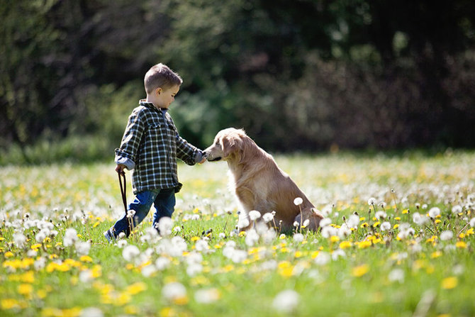 smiley si anjing retriever