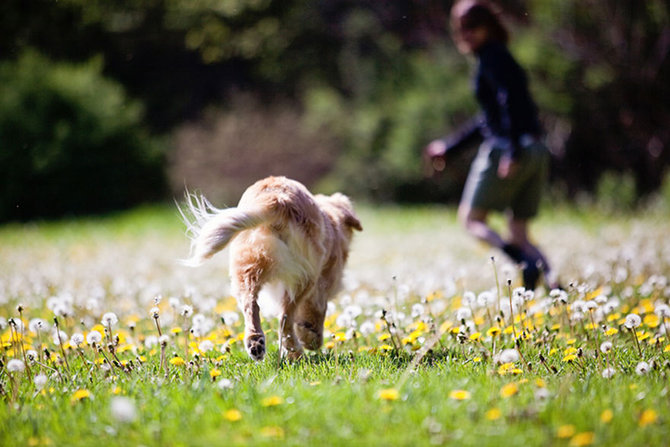 smiley si anjing retriever