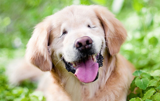 smiley si anjing retriever
