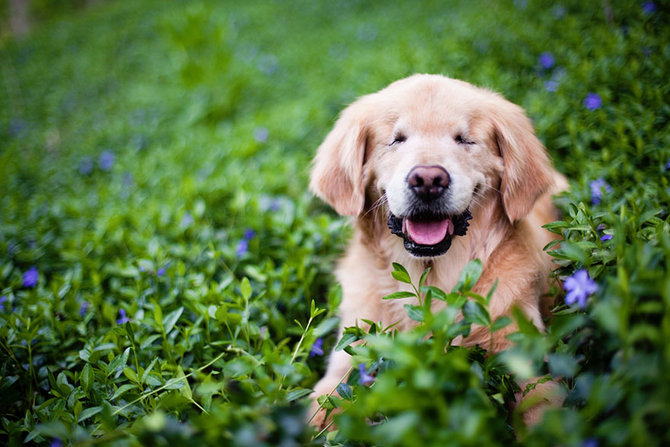 smiley si anjing retriever