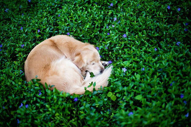 smiley si anjing retriever
