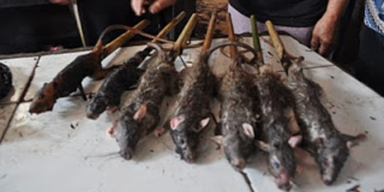 Ditegur karena diduga jual sate tikus, pedagang kabur ketakutan