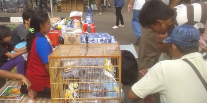 Cerita Burung Diberi Minum Larutan Penyegar Sebelum Dilombakan