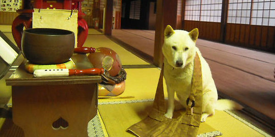 Ini Maru, anjing galak yang jadi biksu kepala di kuil ...