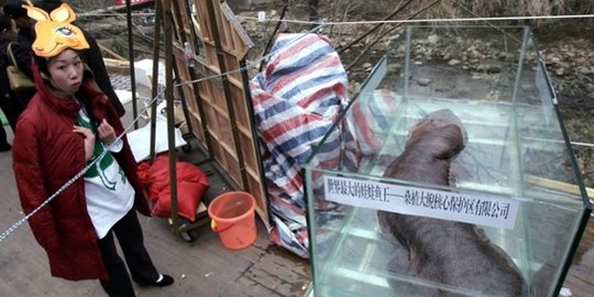 kadal raksasa kepala polisi di china dipecat rev2