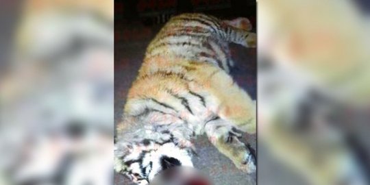 Pejabat China didenda akibat pelihara harimau langka di apartemen