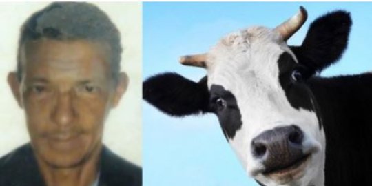 ini tewas tertimpa sapi rev5