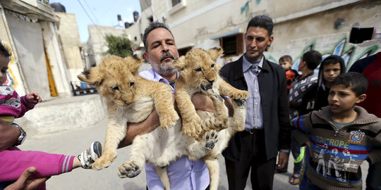 Ekstrem, pria Palestina ini perlakukan singa piaraan layaknya kucing
