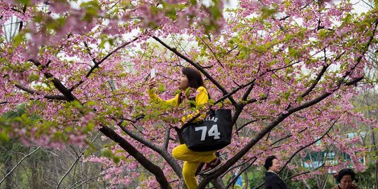 Asyiknya selfie bersama bunga sakura yang bermekaran di China