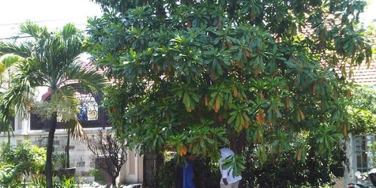 Bintaro, pohon beracun yang dijadikan tanaman hijau di Surabaya