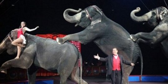 Penegak hukum AS perjuangkan hak hewan sirkus