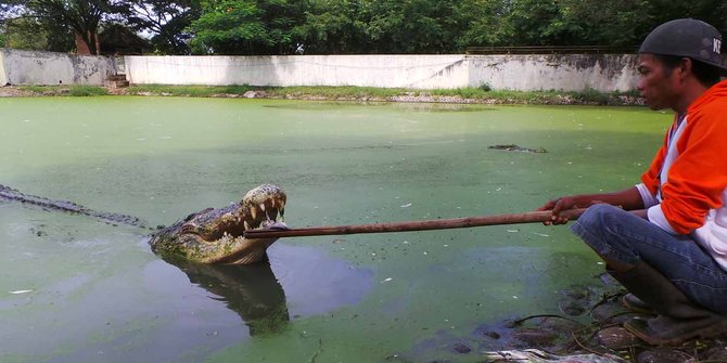 Mengenal Jack dan Baron, jawara buaya dari Blanakan