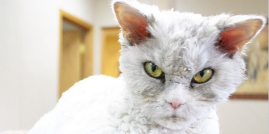 Kucing bermuka jahat ini jadi idola baru Instagram