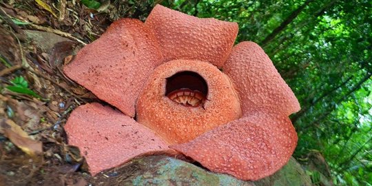 Habitat dirusak, bunga langka Rafflesia Bengkuluensis terancam punah
