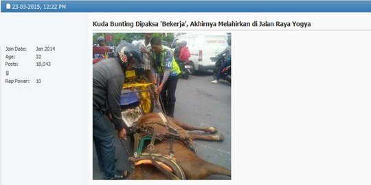 Dipaksa narik andong saat hamil, kuda melahirkan di titik nol Yogya