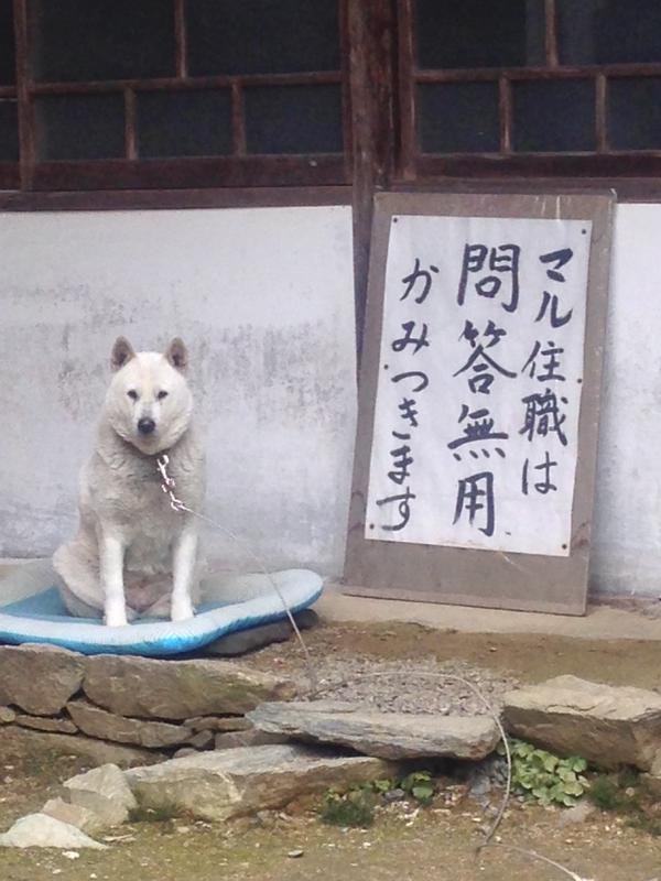 maru anjing yang jadi biksu kepala kuil