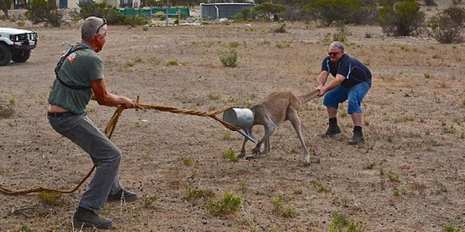 Aksi kocak penyelamatan kanguru terjebak embrat