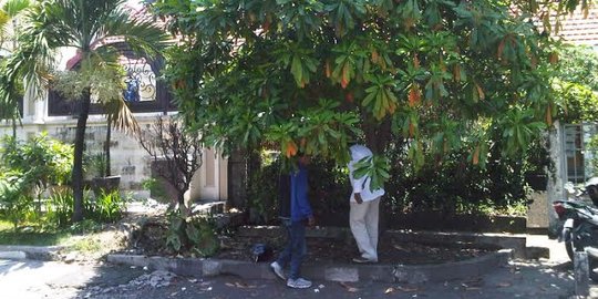 Beracun dan jahat, Pohon Bintaro di Surabaya dihentikan populasinya