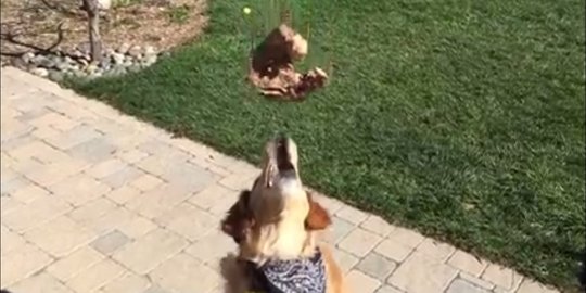Video lucu anjing gagal tangkap makanan jadi bahan tertawaan dunia