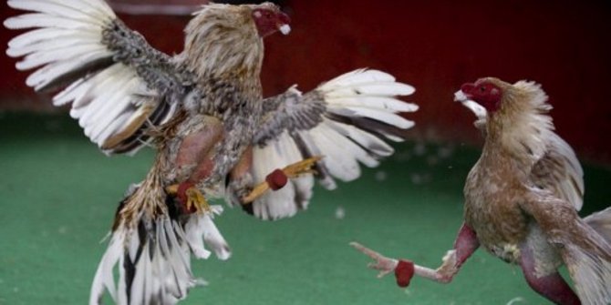 Tiga penyabung ayam tewas tersambar petir usai berjudi di Lumajang