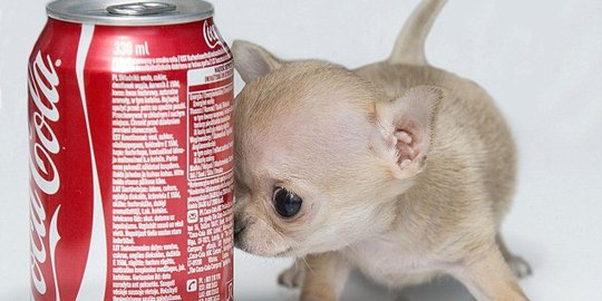 Menggemaskan, anjing Cihuahua ini terkecil sejagat