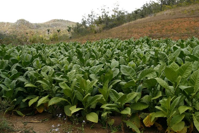 pohon tembakau