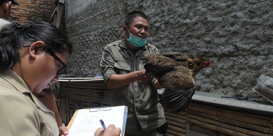 Warga Cipondoh diduga Flu Burung wafat diusut Dinkes Tangerang