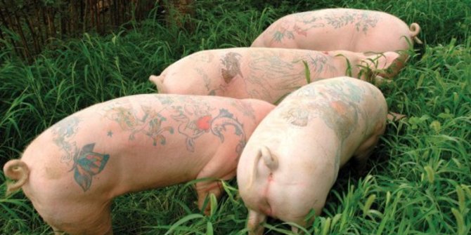 Gila, babi bertato dijual seharga Rp 914 juta di China!