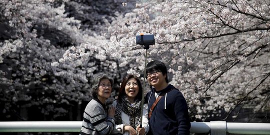 Indahnya selfie di depan bunga Sakura yang bermekaran