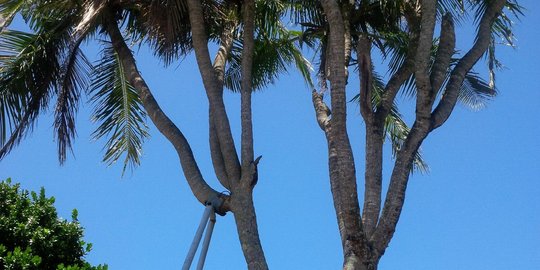 Cerita pohon kelapa sakral di Bali yang sering buat kesurupan bule